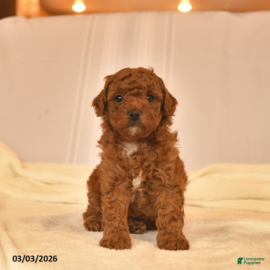 Toy Poodle dogs Eddy  - Ad 1