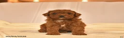 Toy Poodle dogs for sale: Eddy  - Ad 1