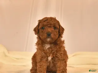 Toy Poodle dogs for sale: Eddy - Ad 2