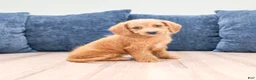 Miniature Labradoodle dogs for sale: Opal - Ad 3