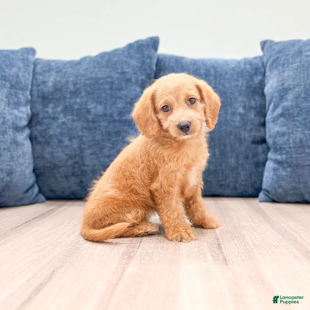 Miniature Labradoodle dogs for sale: Opal - Ad 1