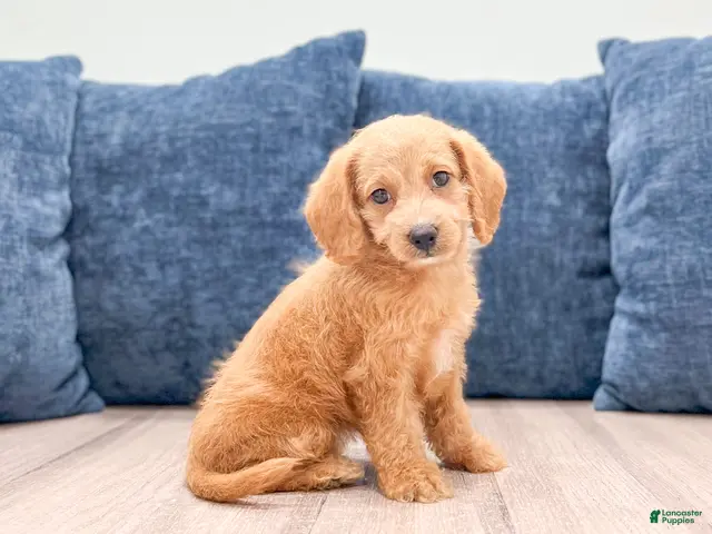 Miniature Labradoodle dogs for sale: Opal - Ad 1