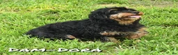 Cavapoo dogs for sale: Kurt - Ad 10