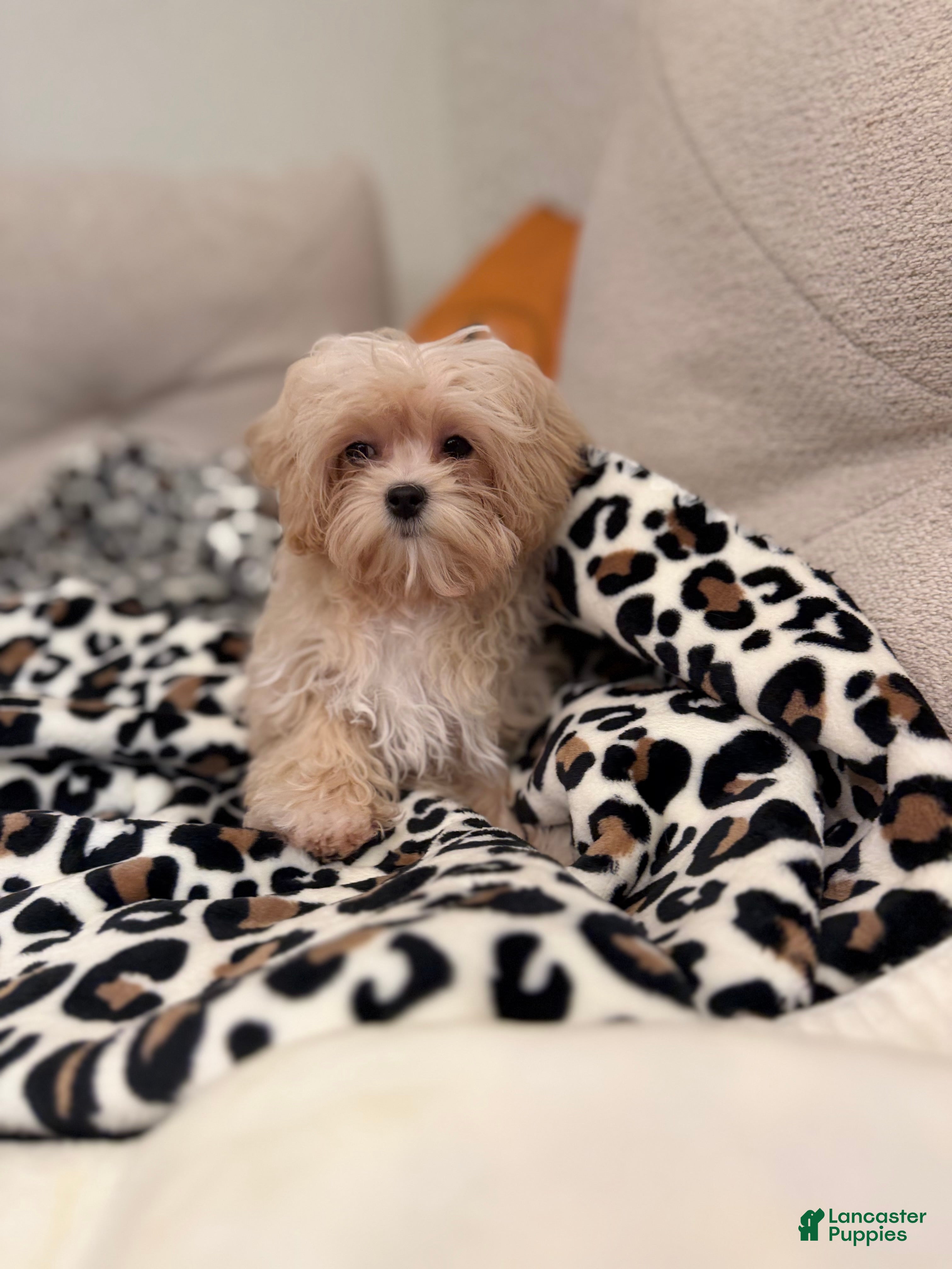 Maltipoo dogs Maltipoo 1 - Ad 1