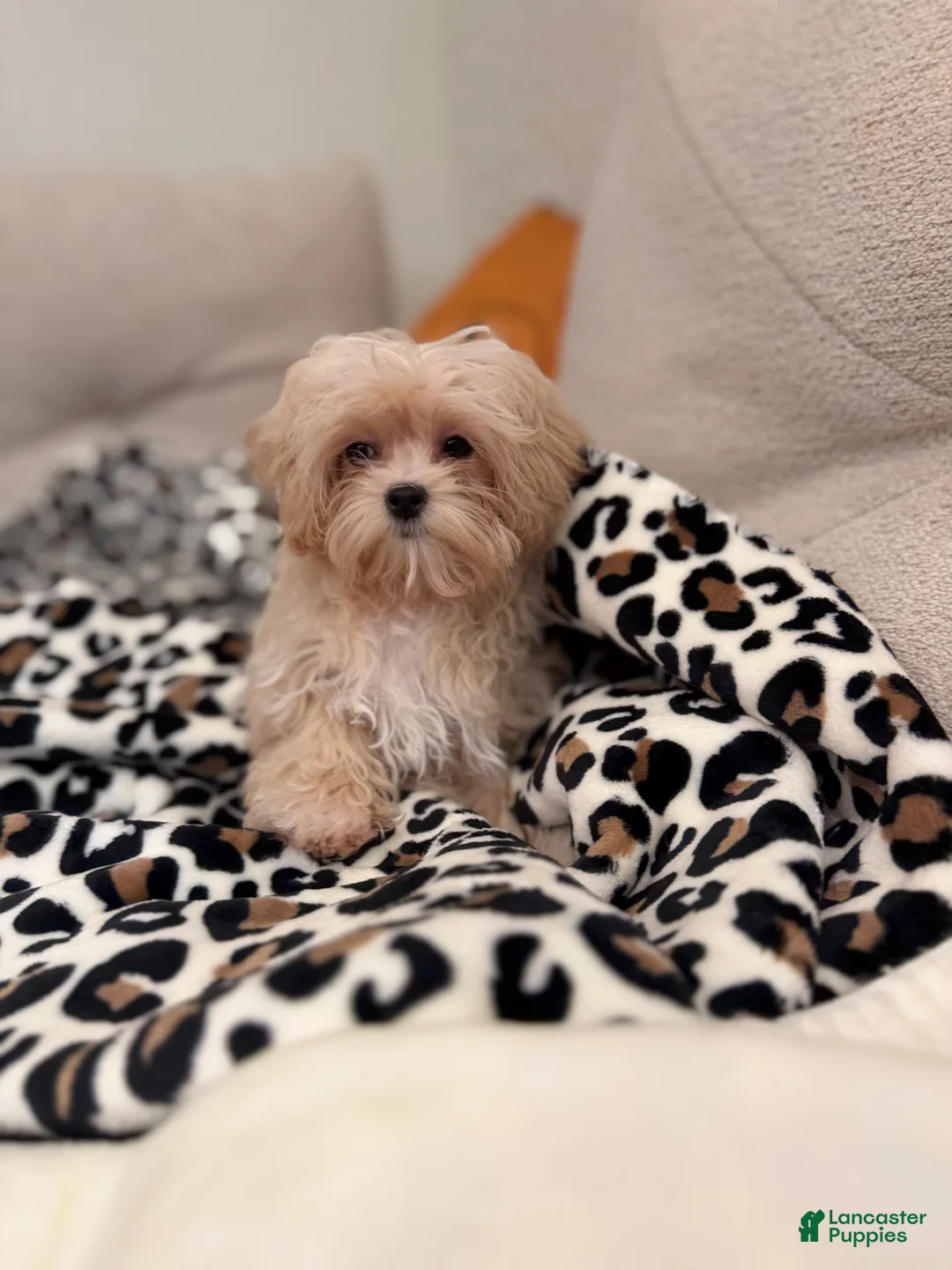Maltipoo dogs for sale: Maltipoo 1 - Ad 1
