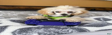 Milo (teacup)
