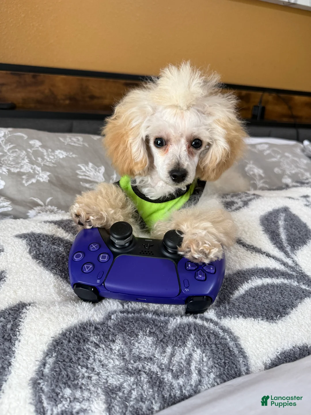 Toy Poodle dogs for sale: Milo (teacup) - Ad 1