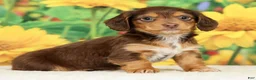 Miniature Dachshund dogs for sale: Lilly - Ad 6