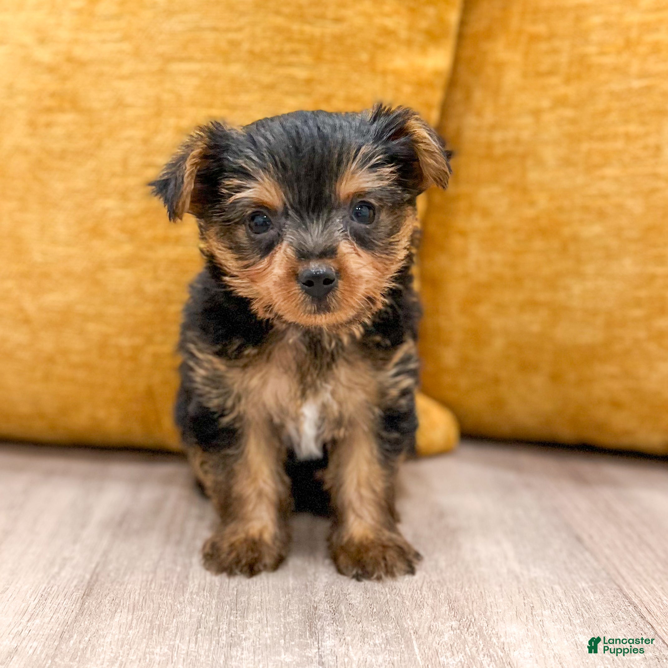 Yorkshire Terrier dogs Penny - Ad 2