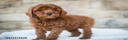Miniature Poodle dogs for sale: Jolene - Ad 5