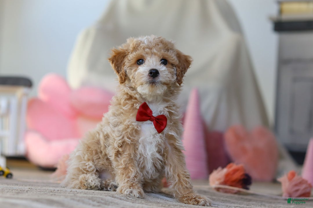 Miniature Poodle dogs for sale: Teddy - Ad 4