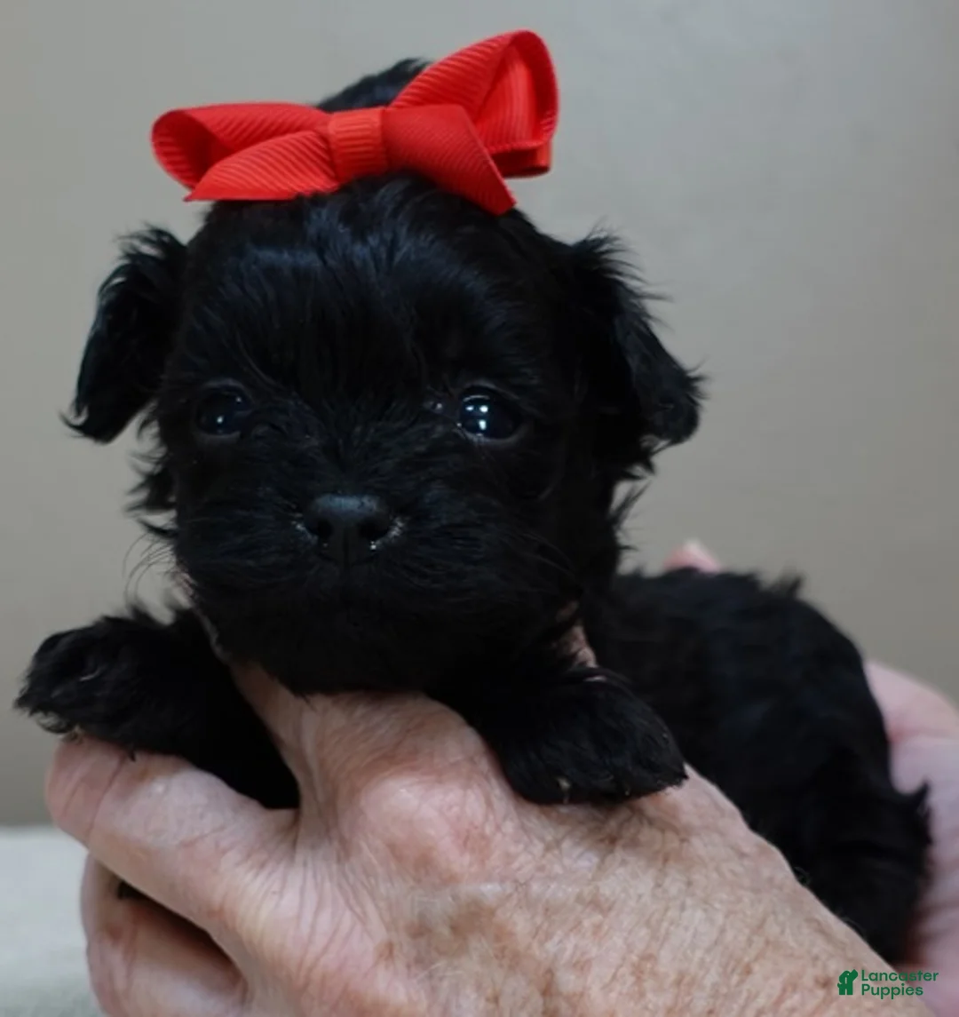 Maltipoo dogs for sale: Harlan 1 lb 3 ozs - Ad 2