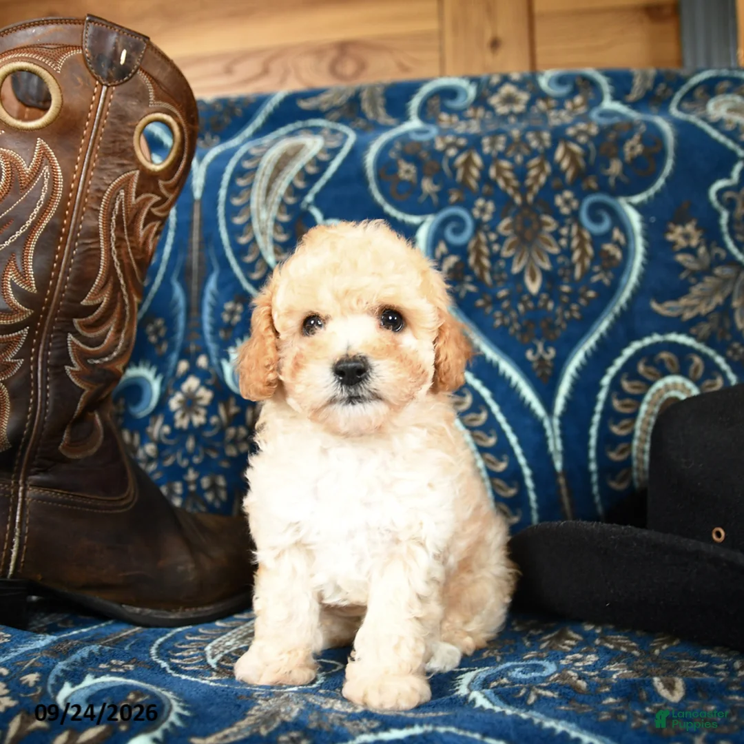 Cavapoo dogs for sale: Shasta - Ad 5
