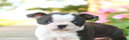 Boston Terrier dogs for sale: Lily - Ad 5