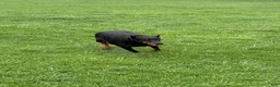Doberman Pinscher dogs for sale: Doberman Pinscher Puppy 1 - Ad 5