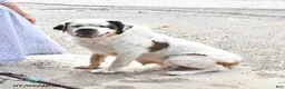 Saint Bernard dogs for sale: Bernie - Ad 6
