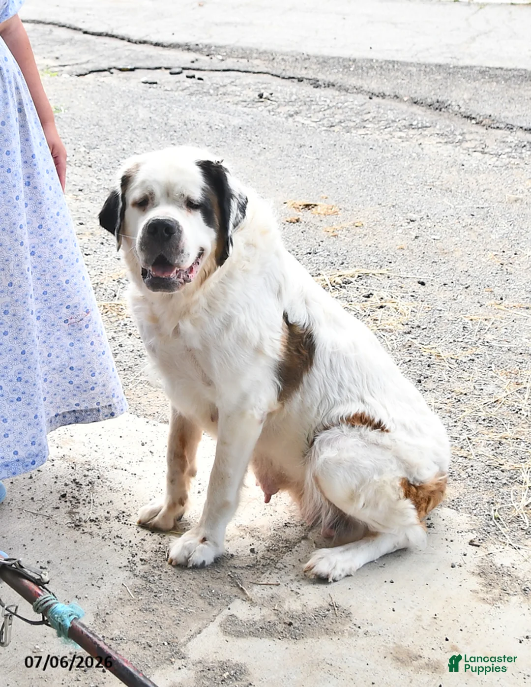 Saint Bernard dogs for sale: Bernie - Ad 6