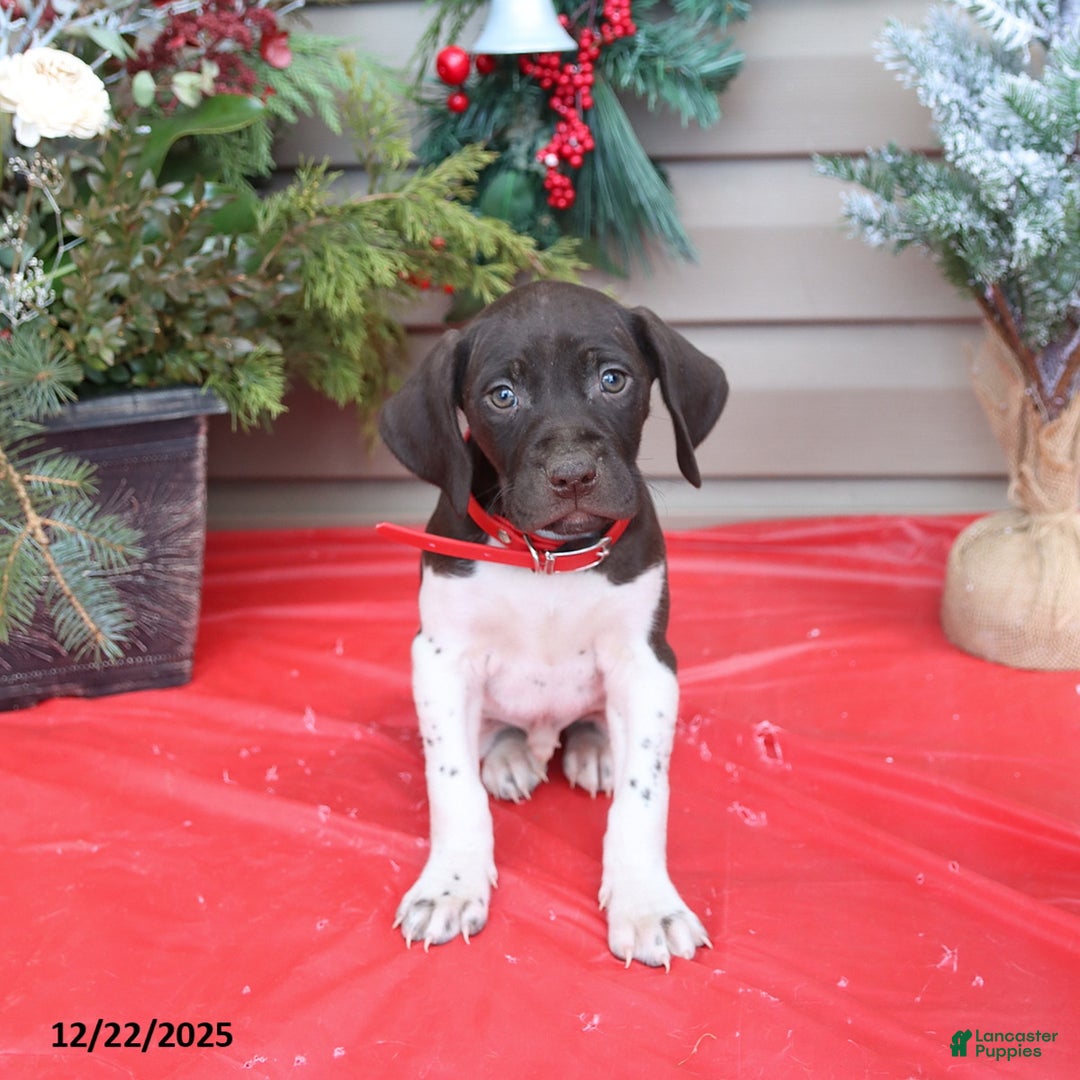German Shorthaired Pointer dogs for sale: Diamond - Ad 2