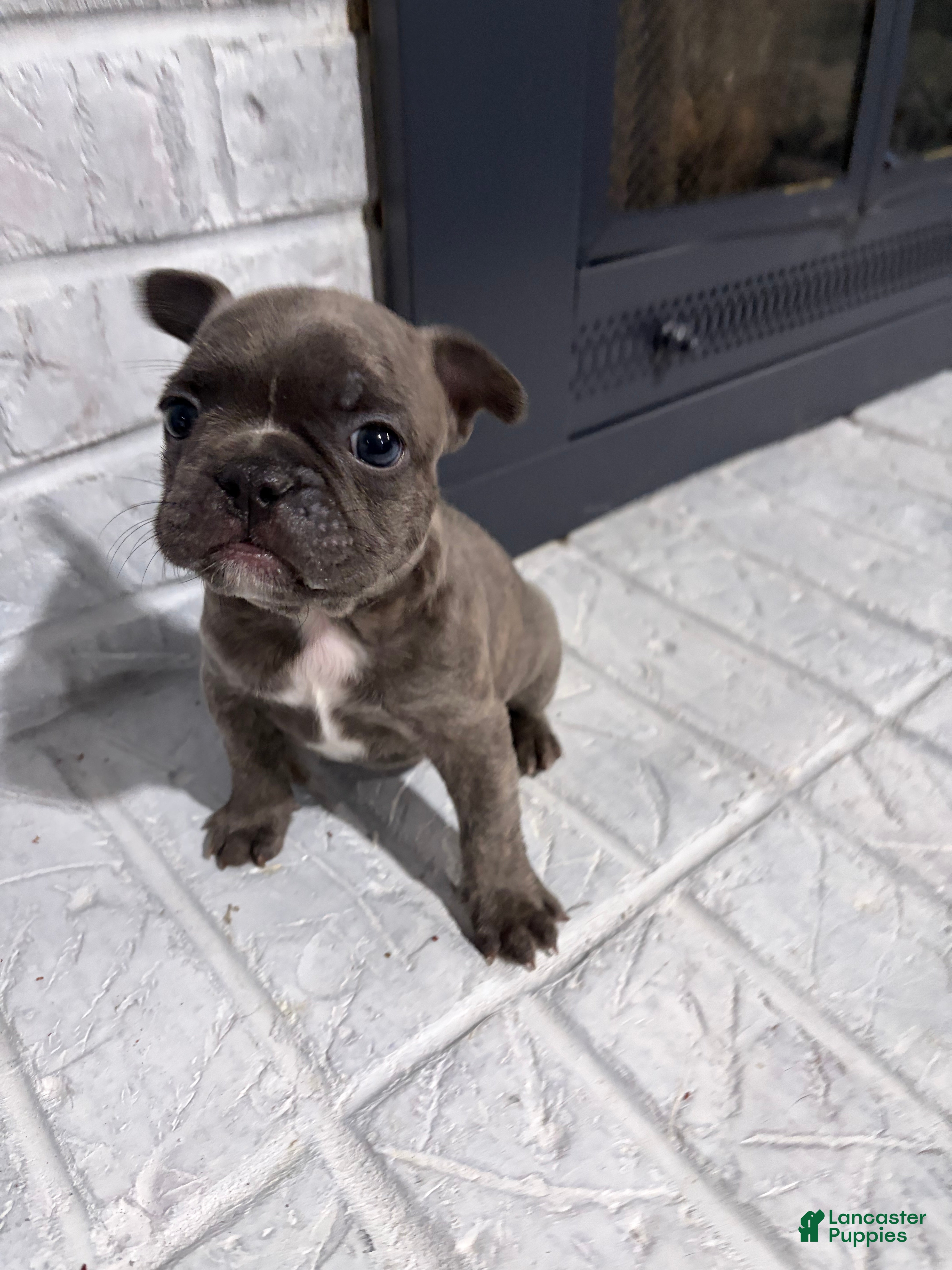 French Bulldog dogs Skunk - Ad 33