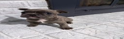 French Bulldog dogs for sale: Skunk - Ad 1
