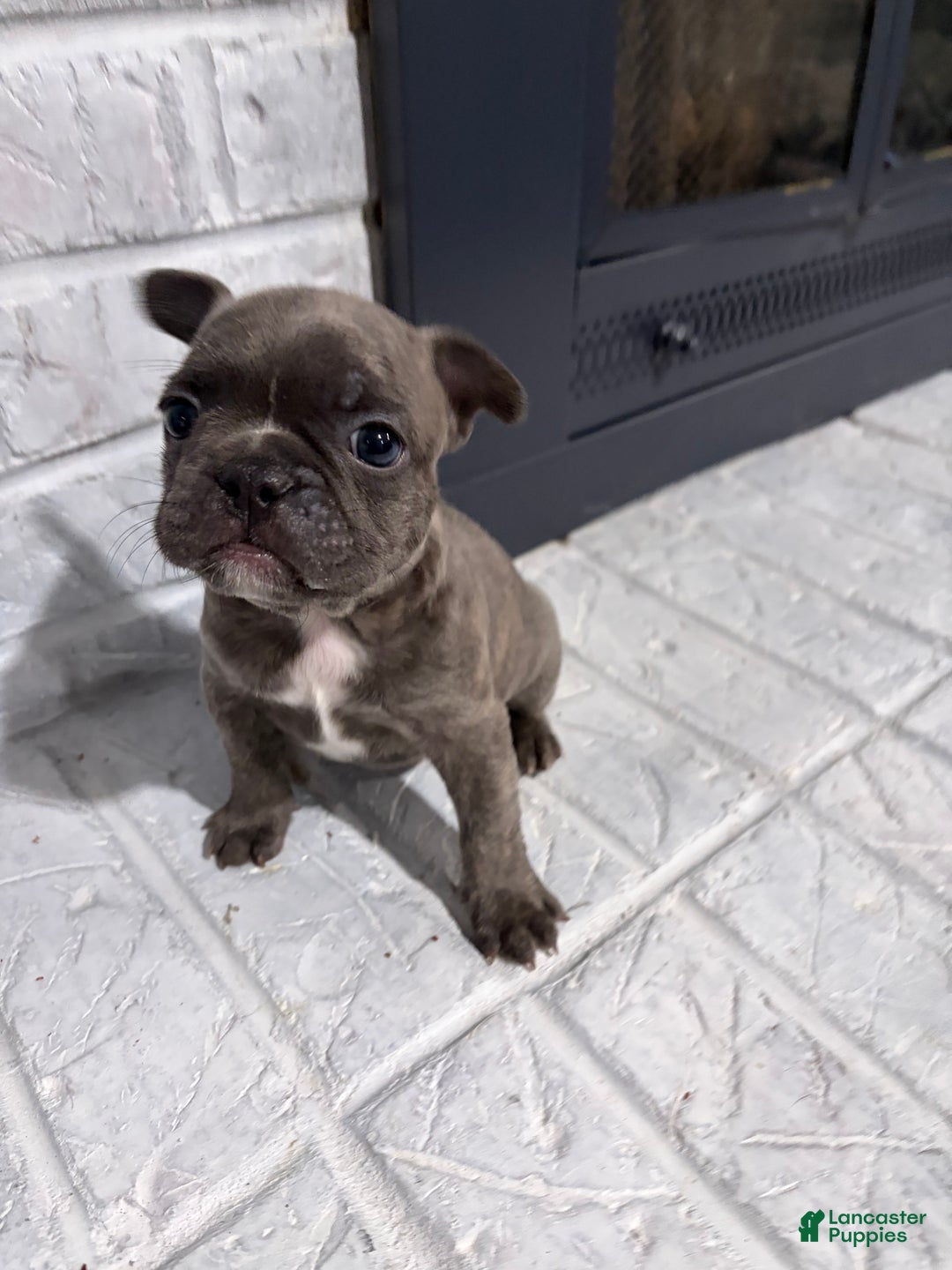 French Bulldog dogs for sale: Skunk - Ad 1