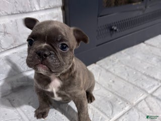 French Bulldog dogs Skunk - Ad 5