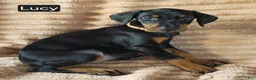 Doberman Pinscher dogs for sale: Lucy - Ad 3
