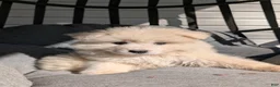 Samoyed dogs for sale: Brady - Ad 3