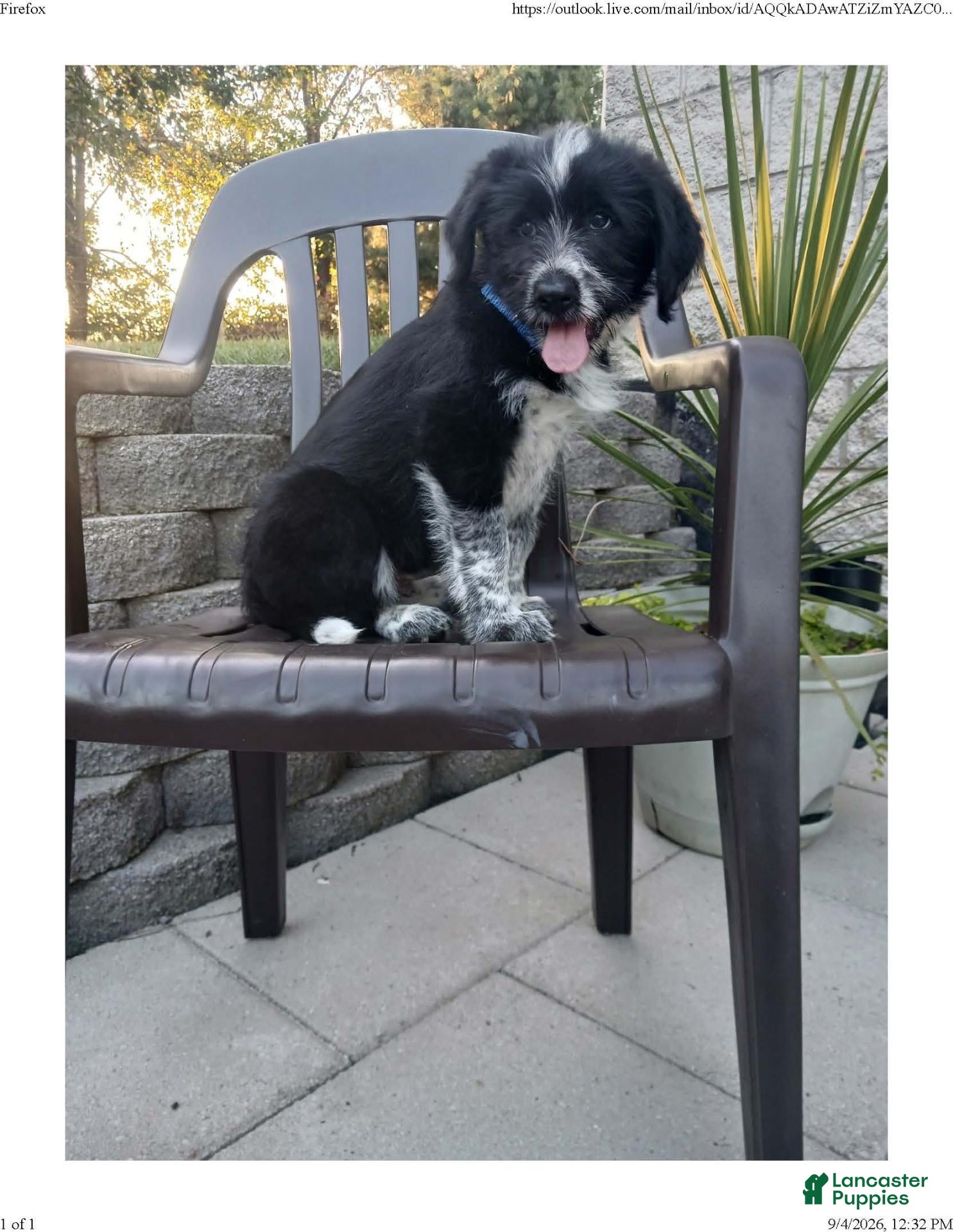 Mixed Breed dogs Max - Ad 1