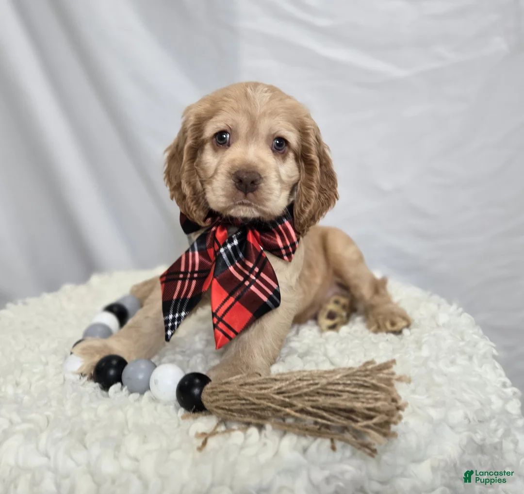 Cocker Spaniel dogs for sale: Linford - Ad 5