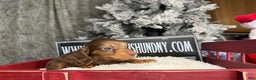 Miniature Dachshund dogs for sale: Ready Christmas eve - Ad 3