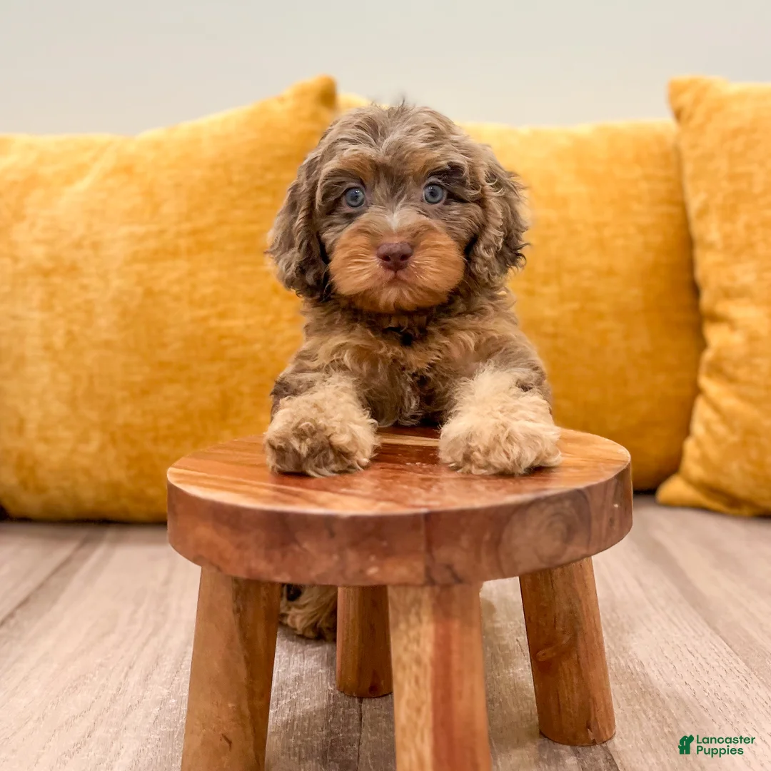 Cavapoo dogs for sale: Liberty - Ad 2