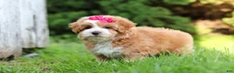 Maltipoo dogs for sale: Jewel - Ad 4