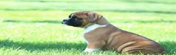 Boxer dogs for sale: Turner - Ad 2