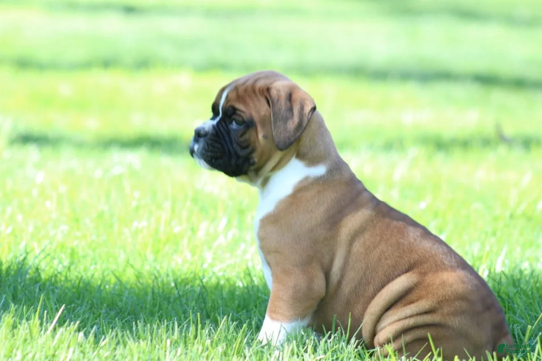 Boxer dogs for sale: Turner - Ad 2