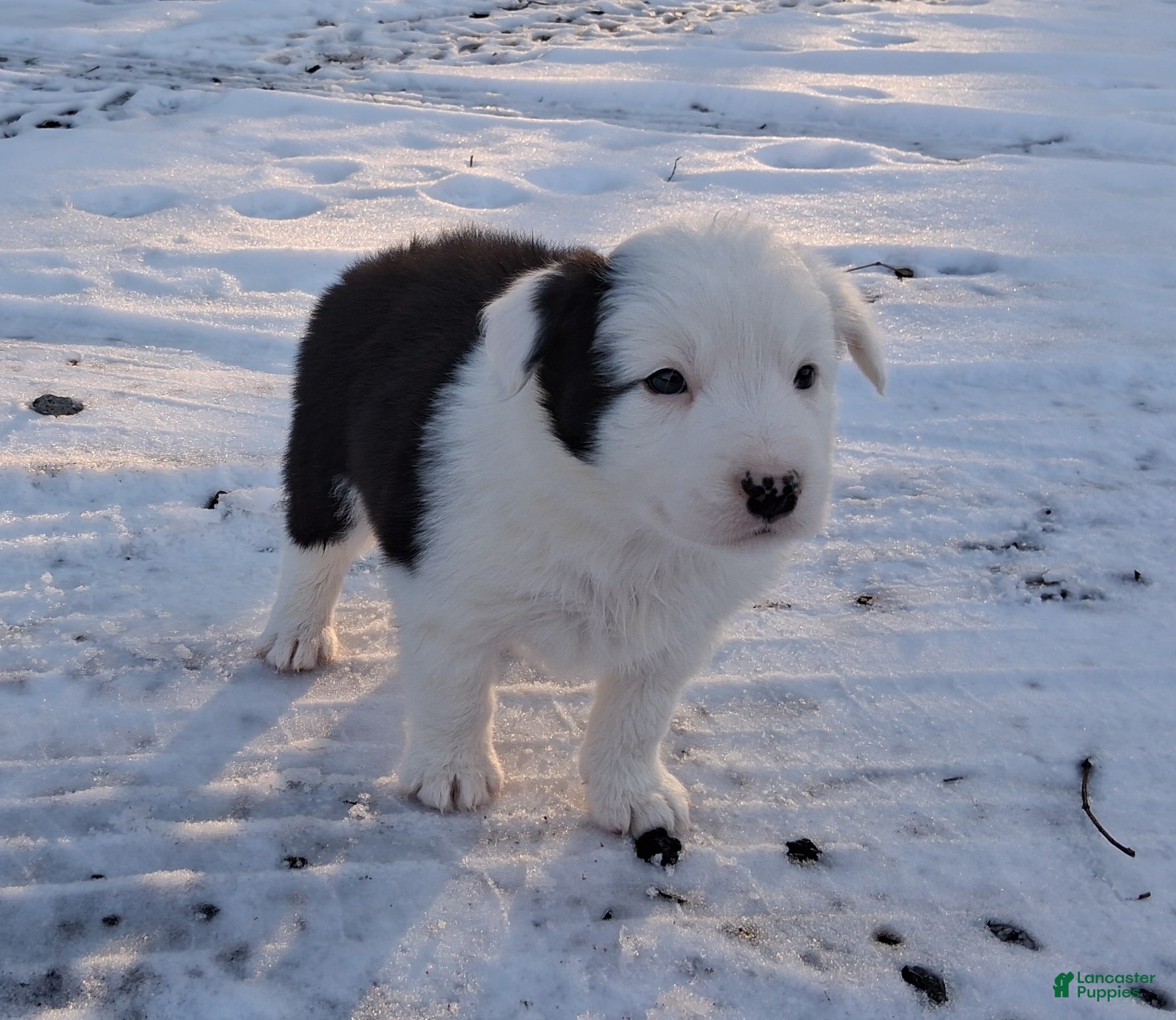 Border Collie dogs Buddy - Ad 40