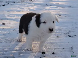 Border Collie dogs Buddy - Ad 25