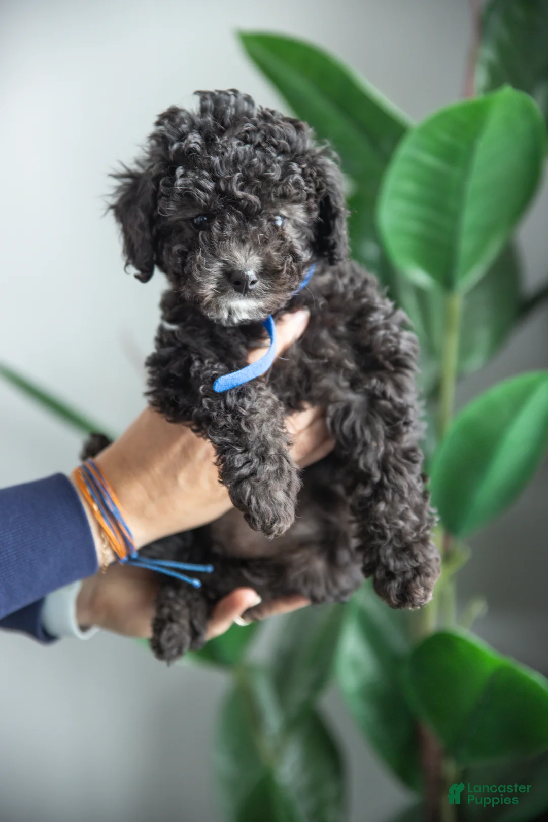 Cockapoo dogs for sale: Willow - Ad 1