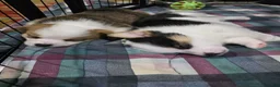 Welsh Corgi Pembroke dogs for sale: Welsh Corgi Pembroke 4 - Ad 12