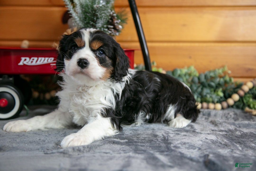 Cavalier King Charles Spaniel dogs for sale: Zeke - Ad 1