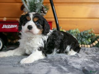 Cavalier King Charles Spaniel dogs for sale: Zeke - Ad 2