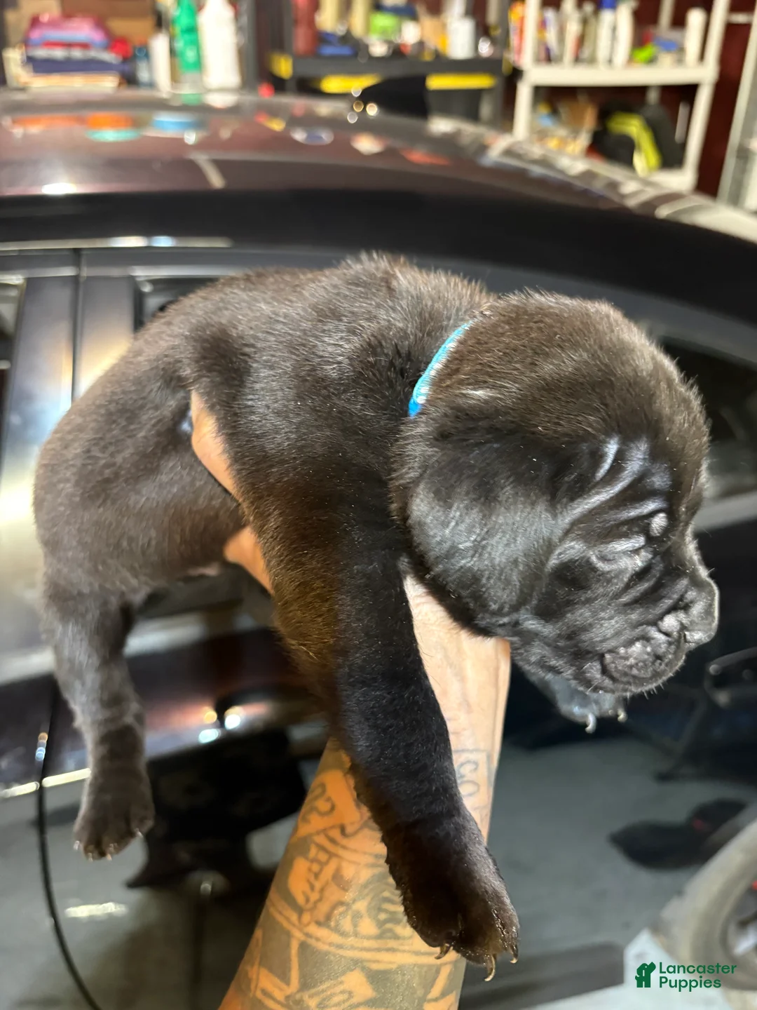 Cane Corso dogs for sale: Cane Corso Puppy 4 - Ad 2