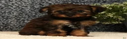 Yorkiepoo dogs for sale: Unice - Ad 5