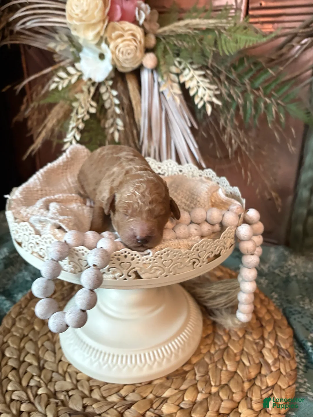 Mini Goldendoodle dogs for sale: Mini Goldendoodle 4 Latte - Ad 1