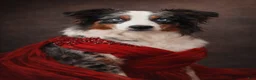 Miniature Australian Shepherd dogs for sale: Miniature Australian Shepherd Puppy 5 - Ad 2