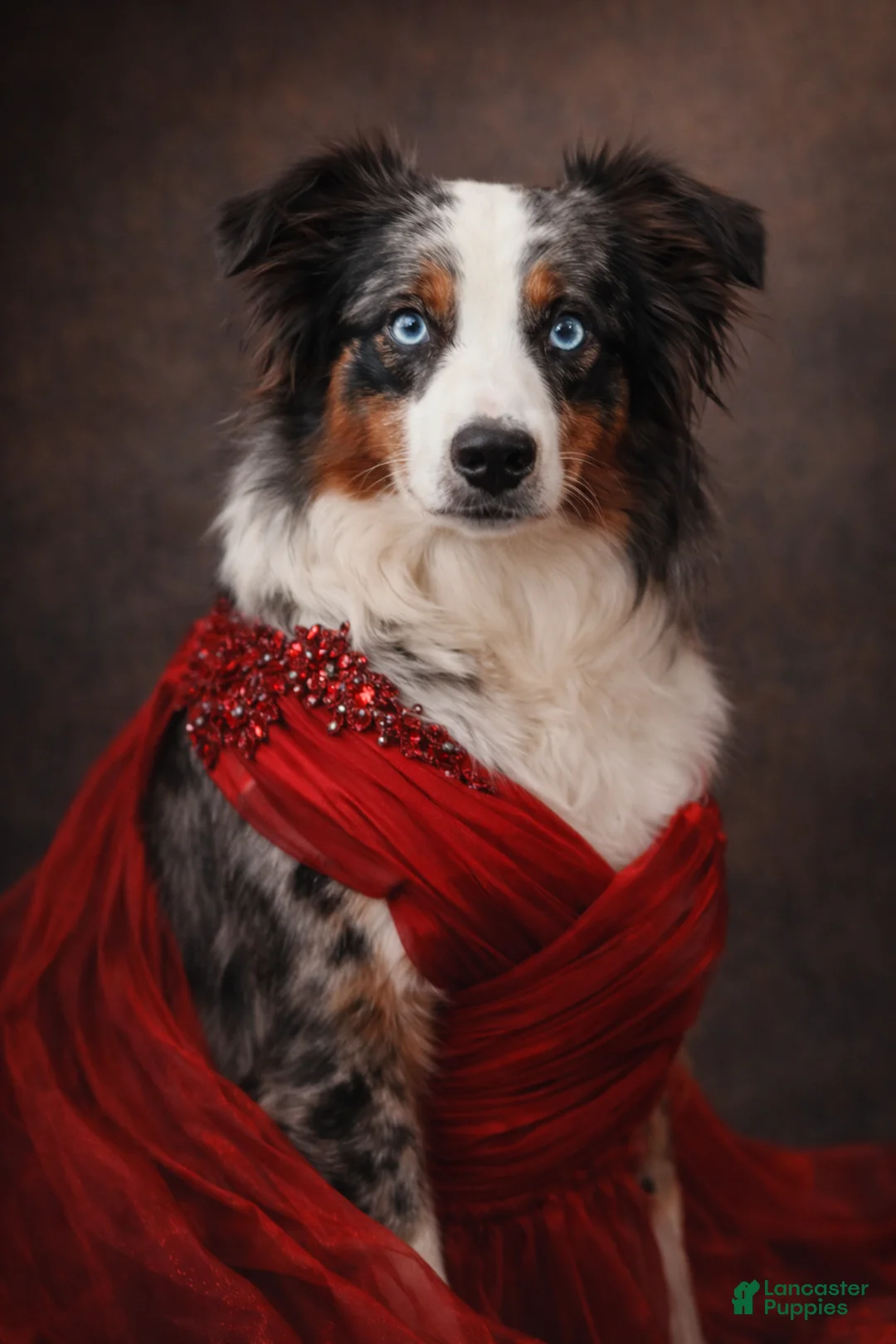 Miniature Australian Shepherd dogs for sale: Miniature Australian Shepherd Puppy 5 - Ad 2
