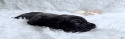 Great Dane dogs for sale: Hades - Ad 6