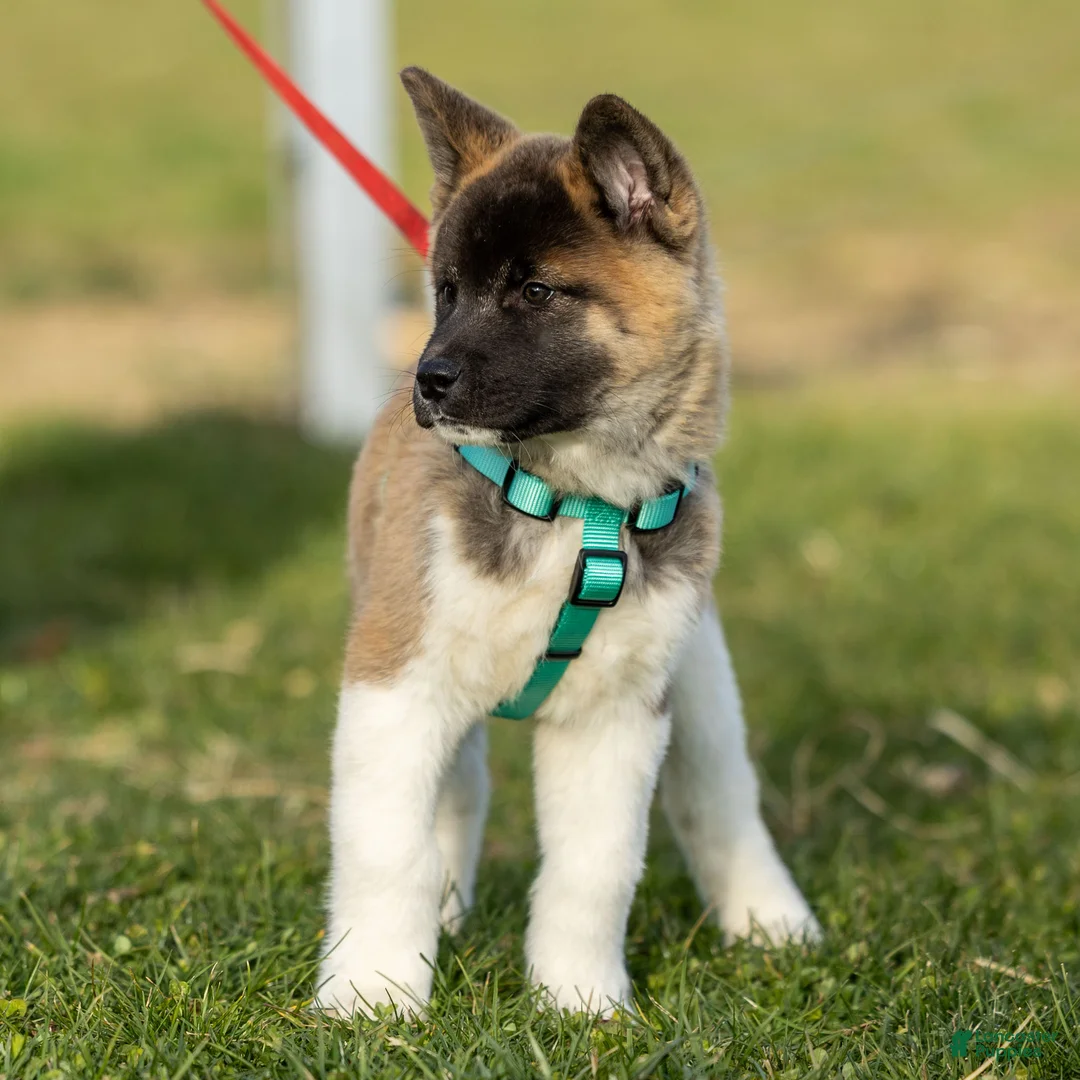 Akita dogs for sale: Pumpkin - Ad 3