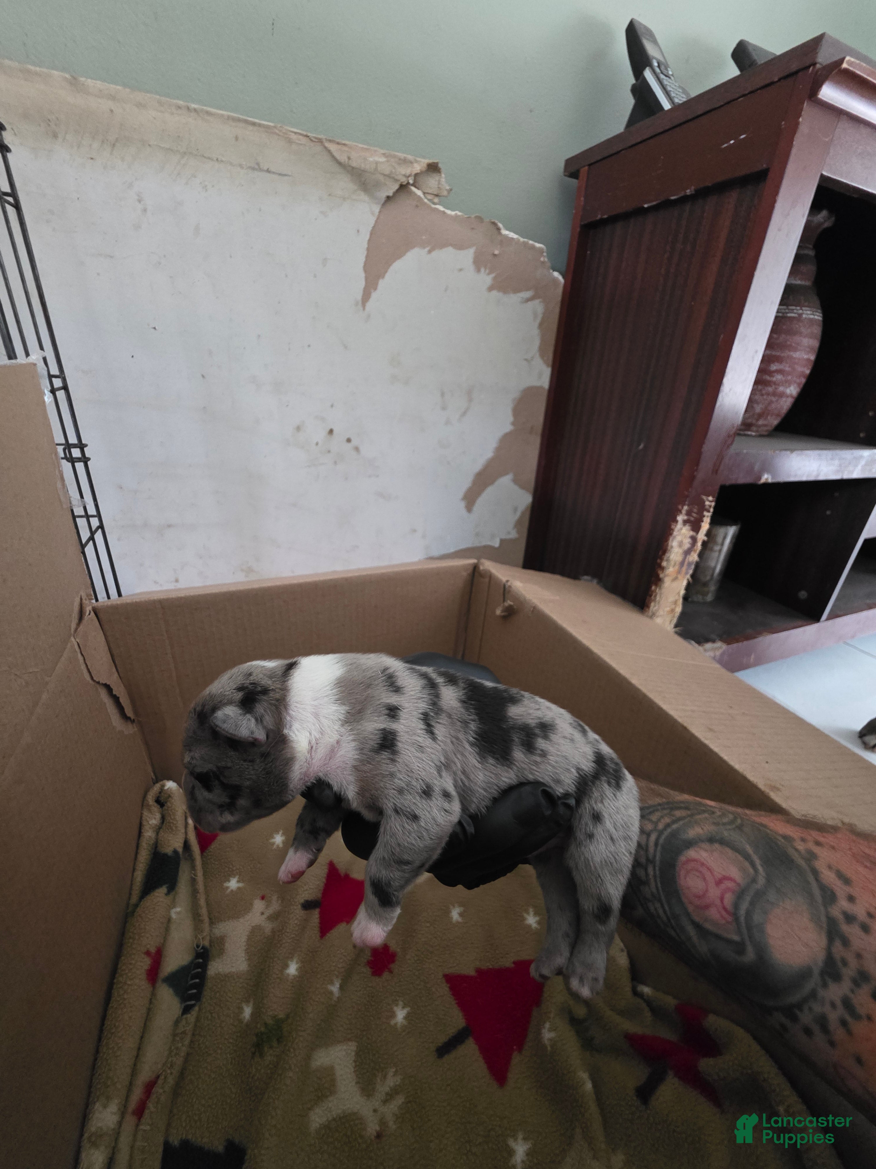 American Bully dogs American Bully 10 - Ad 22