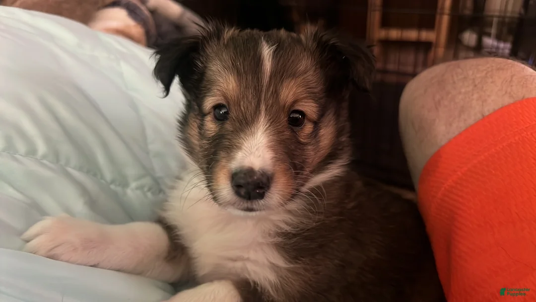 Shetland Sheepdog dogs for sale: Gunther - Ad 1